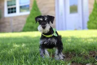 Kenan, a male Miniature Schnauzer for sale in Fresno, OH – 4 of 8