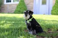 Kenan, a male Miniature Schnauzer for sale in Fresno, OH – 7 of 8