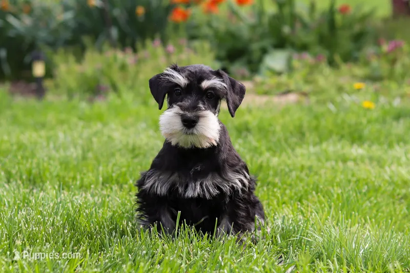 Kenan – Miniature Schnauzer puppy for sale in Fresno, OH
