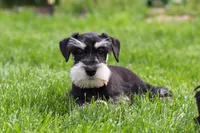 Kenan, a male Miniature Schnauzer for sale in Fresno, OH – 5 of 7