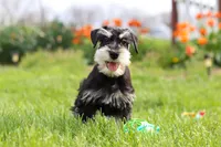 Kenan, a male Miniature Schnauzer for sale in Fresno, OH – 2 of 7