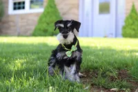 Kenan, a male Miniature Schnauzer for sale in Fresno, OH – 5 of 8