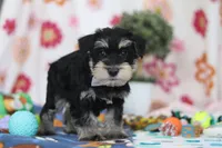 Kenan, a male Miniature Schnauzer for sale in Fresno, OH – Photo 5 of 6