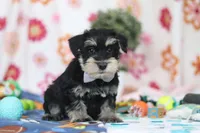 Kenan, a male Miniature Schnauzer for sale in Fresno, OH – Photo 3 of 6