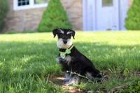 Kenan, a male Miniature Schnauzer for sale in Fresno, OH – 8 of 8