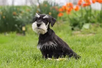 Kenan, a male Miniature Schnauzer for sale in Fresno, OH – 4 of 7
