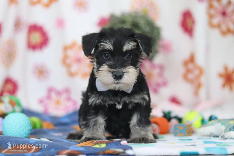 Kenan – Miniature Schnauzer puppy for sale in Fresno, OH