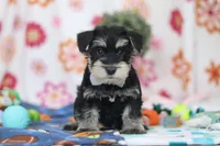 Kenan, a male Miniature Schnauzer for sale in Fresno, OH – Photo 1 of 6