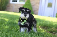 Kenan, a male Miniature Schnauzer for sale in Fresno, OH – 2 of 8