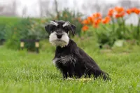Kenan, a male Miniature Schnauzer for sale in Fresno, OH – 3 of 7