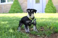 Kenan, a male Miniature Schnauzer for sale in Fresno, OH – 6 of 8