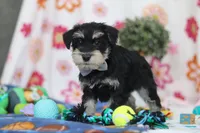 Kenan, a male Miniature Schnauzer for sale in Fresno, OH – Photo 6 of 6