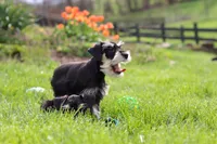 Kenan, a male Miniature Schnauzer for sale in Fresno, OH – 7 of 7