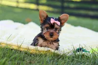 Macy, a female Yorkshire Terrier for sale in Fresno, OH – 8 of 9