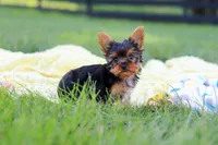 Miranda, a female Yorkshire Terrier for sale in Fresno, OH – 4 of 9