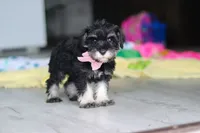 Daisy, a female Miniature Schnauzer for sale in Fresno, OH – 8 of 10