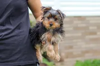 Jasper, a male Yorkshire Terrier for sale in Fresno, OH – 2 of 9