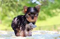 Bolt, a male Yorkshire Terrier for sale in Fresno, OH – 7 of 10