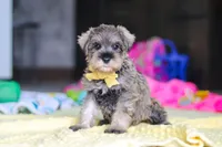 Henry, a male Miniature Schnauzer for sale in Fresno, OH – 5 of 10