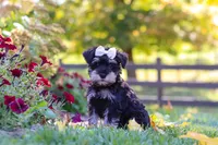 Callie, a female Miniature Schnauzer for sale in Fresno, OH – 3 of 10