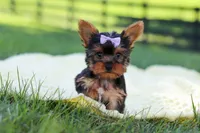 Miranda, a female Yorkshire Terrier for sale in Fresno, OH – 7 of 9