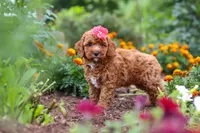 Aspen, a female Cavapoo for sale in Fresno, OH – 3 of 10