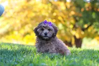 Posie, a female Yorkipoo for sale in Fresno, OH – 3 of 6