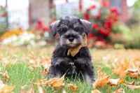 Everest, a male Miniature Schnauzer for sale in Fresno, OH – 6 of 7