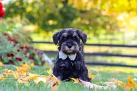 Johnny, a male Miniature Schnauzer for sale in Fresno, OH – 2 of 7
