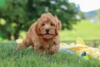 Nash, a male Cavapoo for sale in Fresno, OH – 4 of 6