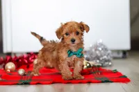 Archie, a male Yorkipoo for sale in Fresno, OH – Photo 1 of 6