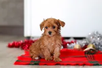 Archie, a male Yorkipoo for sale in Fresno, OH – Photo 3 of 6