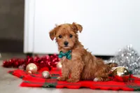 Archie, a male Yorkipoo for sale in Fresno, OH – Photo 5 of 6