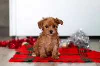 Archie, a male Yorkipoo for sale in Fresno, OH – Photo 6 of 6