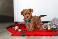 Archie, a male Yorkipoo for sale in Fresno, OH – Photo 2 of 6