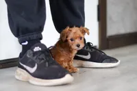 Archie, a male Yorkipoo for sale in Fresno, OH – Photo 4 of 6