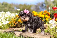 Emmy, a female Miniature Schnauzer for sale in Fresno, OH – 3 of 7
