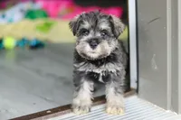 Clementine, a female Miniature Schnauzer for sale in Fresno, OH – 2 of 10