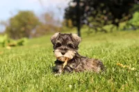 Kelly, a female Miniature Schnauzer for sale in Fresno, OH – 6 of 8