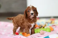 Roxy , a female Cavapoo for sale in Fresno, OH – Photo 5 of 9