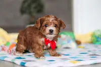 Mason, a male Yorkipoo for sale in Fresno, OH – Photo 6 of 6
