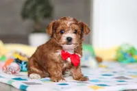 Mason, a male Yorkipoo for sale in Fresno, OH – Photo 4 of 6