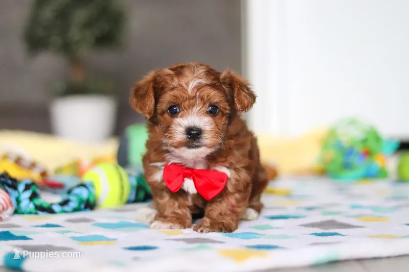Mason, a male Yorkipoo for sale in Fresno, OH – Photo 1 of 6