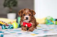 Mason, a male Yorkipoo for sale in Fresno, OH – Photo 1 of 6