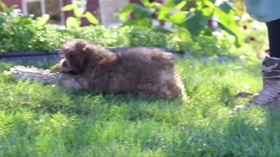 Posie, a female Yorkipoo for sale in Fresno, OH – 6 of 6