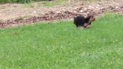 Jasper, a male Yorkshire Terrier for sale in Fresno, OH – 9 of 9