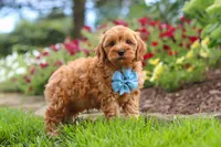 Nash, a male Cavapoo for sale in Fresno, OH – 2 of 8