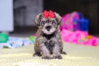 Josie, a female Miniature Schnauzer for sale in Fresno, OH – 3 of 10