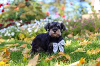 Leon, a male Miniature Schnauzer for sale in Fresno, OH – 2 of 10