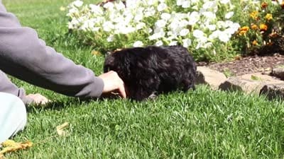 Trevor, a male Miniature Schnauzer for sale in Fresno, OH – 6 of 6